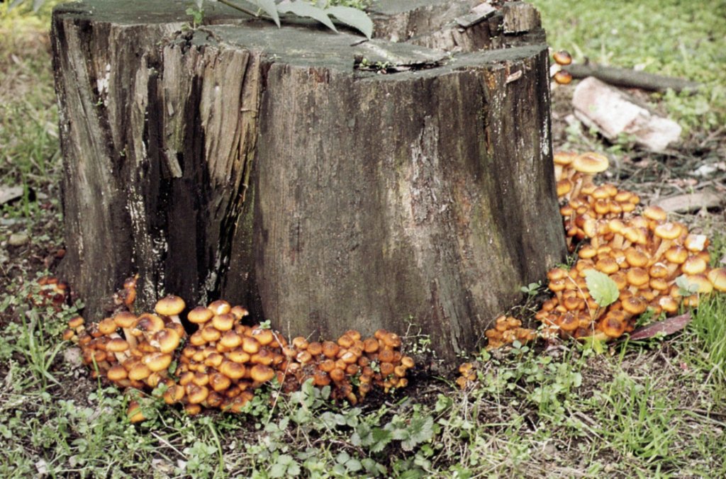  Image name: armillaria_mellea7.jpg 
 width: 1024 pixel 
 height: 676 pixel 
 Size: 205863 bytes 
 Click to enlarge 
